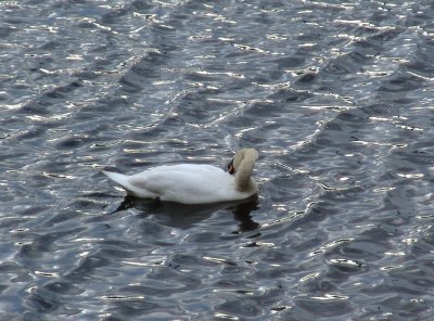 poetic swan