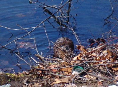 muskrat