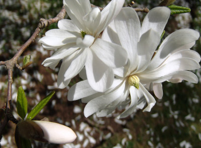 star magnolia