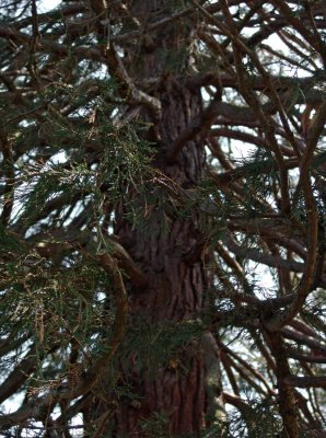 little giant sequoia