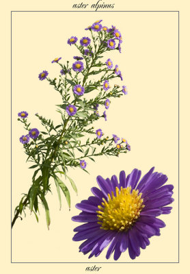 aster