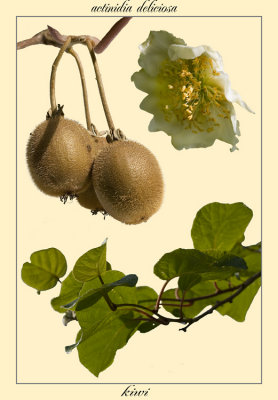 kiwi