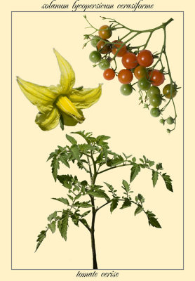tomate cerise