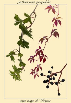 vigne vierge de Virginie