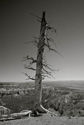 Bryce Canyon National Park,  UT  (19960802)
