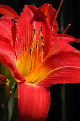 flowers