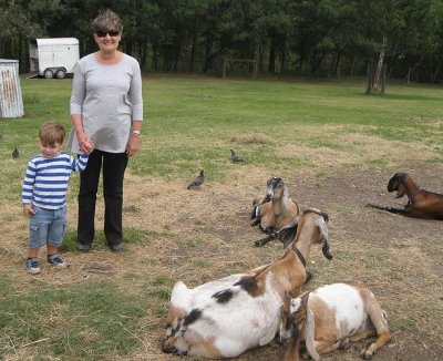 Hudson, Giga and the goats
