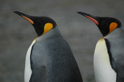 King penguins cu.jpg