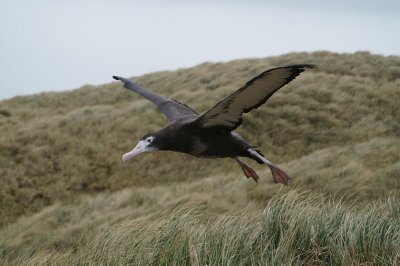 Wandering Albatross fliegend j-4 copy.JPG