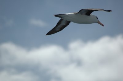 albatross at sea.2.jpg
