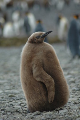 Baby Penguin.JPG