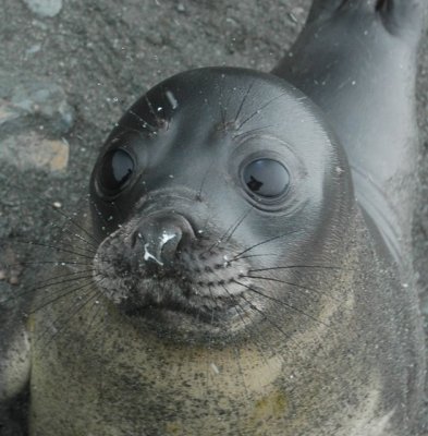 Fur Seal self image.JPG