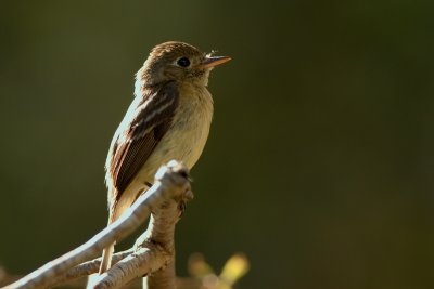 IMG_6727.jpg