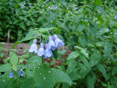 Tall Chiming Bells