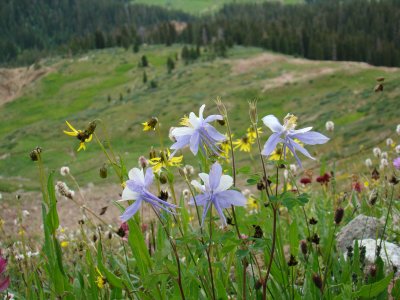 Mountain Flowers