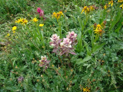 More Rosy Paintbrushes, Beauty Conquefoils and Aspen Sunflowers