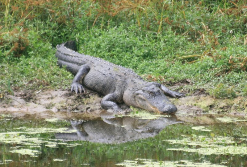 Gator.jpg