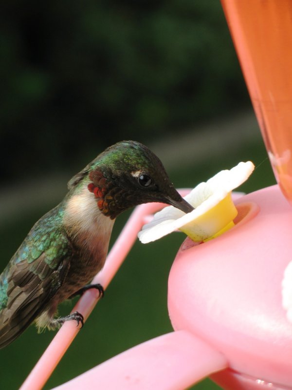 Hummer8.JPG
