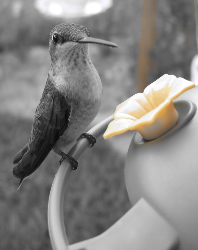Humming BW.JPG