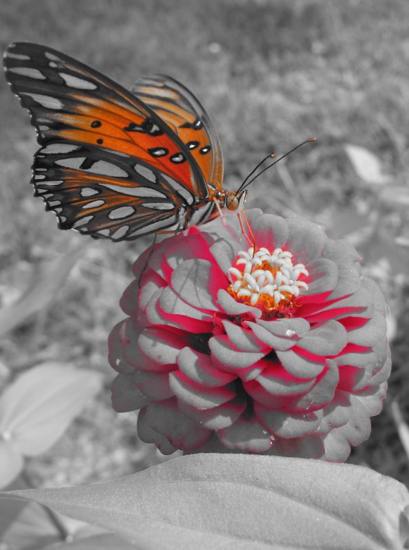 Butterfly11.JPG