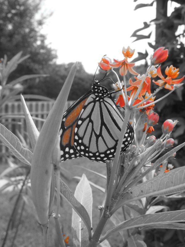 Butterfly12.JPG