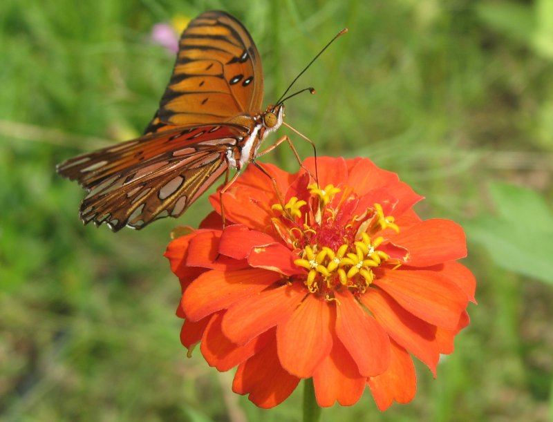 Butterfly2.JPG