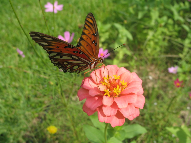 Butterfly3.JPG