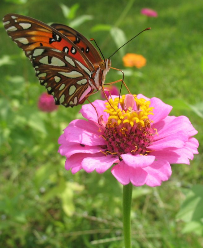 Butterfly6.JPG