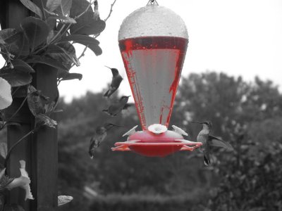 Hummers in the Rain.JPG