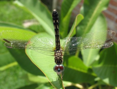 dragonfly2.JPG