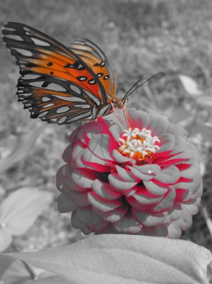 Butterfly11.JPG