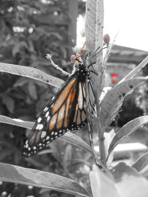 Butterfly13.JPG