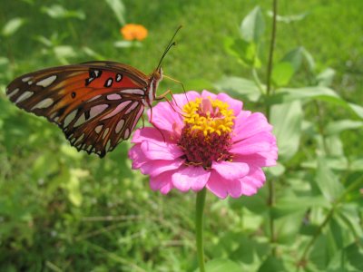Butterfly4.JPG