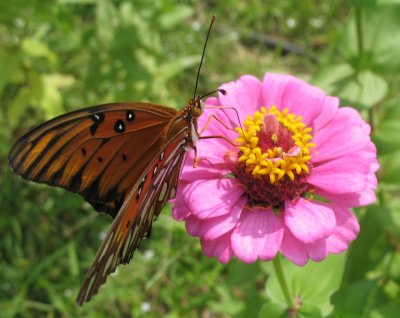 Butterfly5.JPG