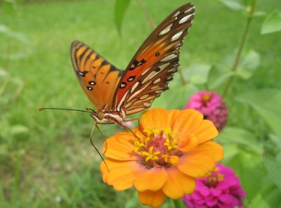 Butterfly8.JPG
