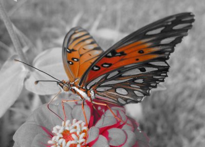 Butterfly9.JPG