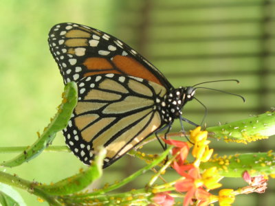 Butterly & Aphids.JPG