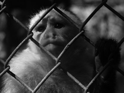 monkey jail.jpg