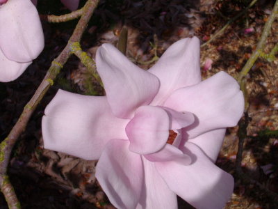 annual_magnolia_walk