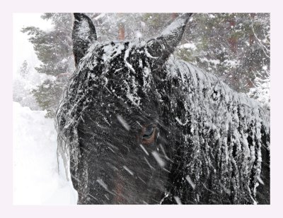 Horse in the storm.