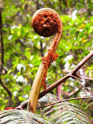 Fiddlehead of Tree Fern Hawaii