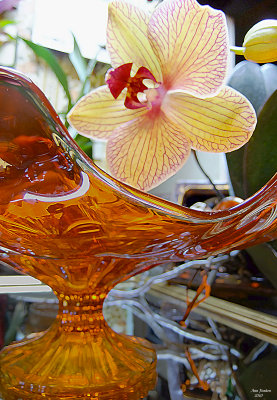 The orchid is blooming again! Jan 3, 2010