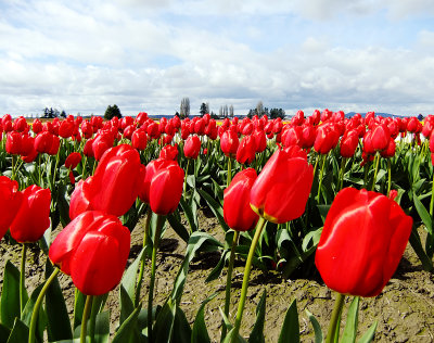 tulips