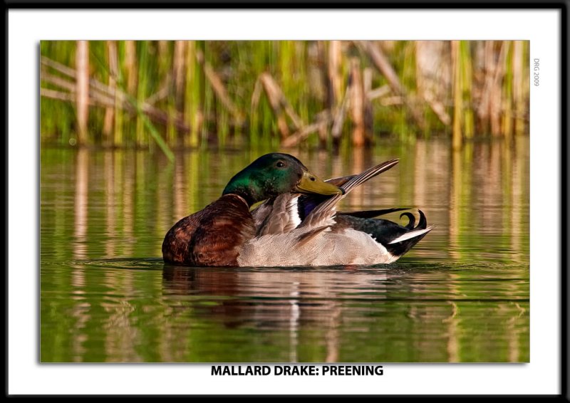 _G0G4920-Mallard Drake Preening.jpg