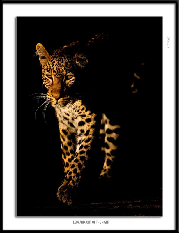_G0G6411-Leopard Out of the Night.jpg