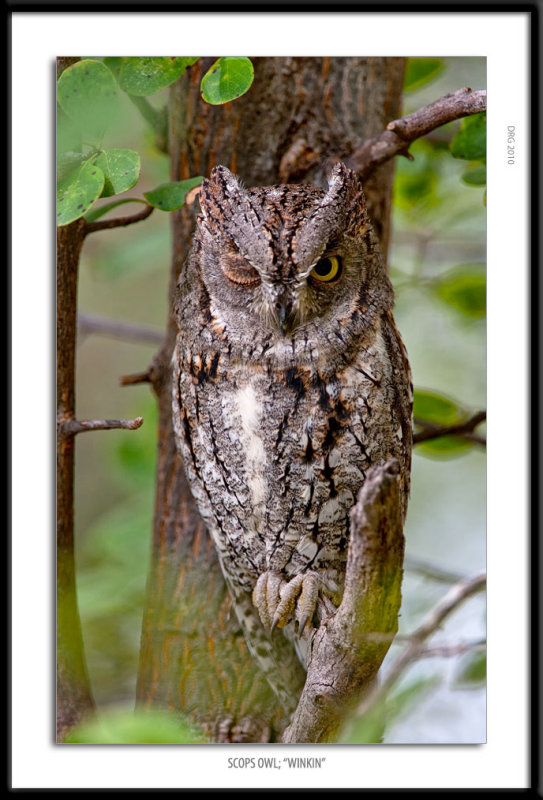 _G0G3876-Scops Owl Winkin.jpg