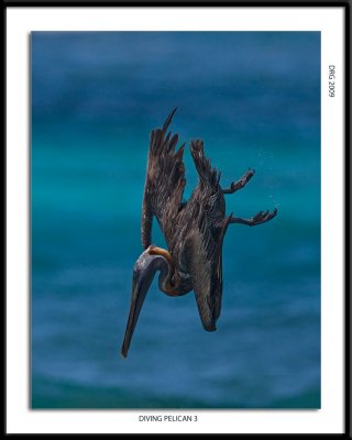 Diving Pelican:Straight Down