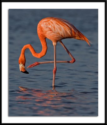 0G0G2760-Flamingo 1A-Edit.jpg