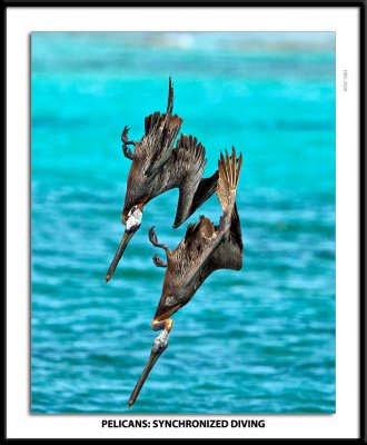 0G0G2344-Pelicans Synchronized Diving.jpg