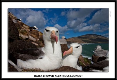 BB Albatross Lookout